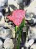 The Rose